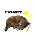 柴犬わんわん1（個別スタンプ：11）