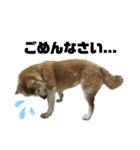 柴犬わんわん1（個別スタンプ：12）