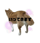 柴犬わんわん1（個別スタンプ：14）