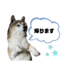 柴犬わんわん1（個別スタンプ：15）