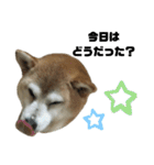 柴犬わんわん1（個別スタンプ：16）