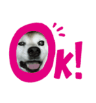 柴犬わんわん1（個別スタンプ：17）