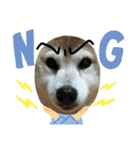 柴犬わんわん1（個別スタンプ：18）
