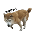柴犬わんわん1（個別スタンプ：20）