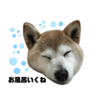 柴犬わんわん1（個別スタンプ：21）