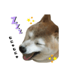 柴犬わんわん1（個別スタンプ：22）