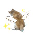 柴犬わんわん1（個別スタンプ：24）