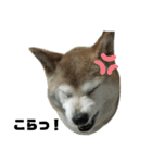 柴犬わんわん1（個別スタンプ：26）