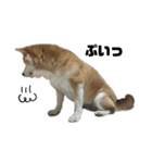 柴犬わんわん1（個別スタンプ：28）