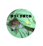 柴犬わんわん1（個別スタンプ：30）