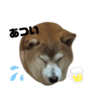 柴犬わんわん1（個別スタンプ：31）