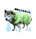 柴犬わんわん1（個別スタンプ：32）