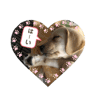ラブラドール♡ララ♡（個別スタンプ：2）