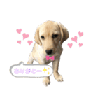 ラブラドール♡ララ♡（個別スタンプ：22）