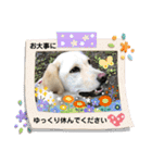 ラブラドール♡ララ♡（個別スタンプ：37）