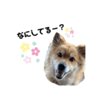 わんころべー（個別スタンプ：4）