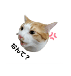 にゃんスタ2❗（個別スタンプ：3）