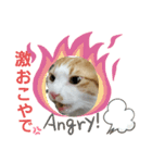 にゃんスタ2❗（個別スタンプ：4）