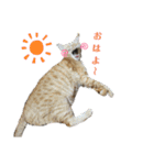 にゃんスタ2❗（個別スタンプ：12）