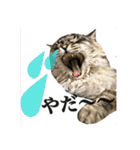れん   りゅう   ぶっさ   の毎日（個別スタンプ：16）