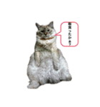 れん   りゅう   ぶっさ   の毎日（個別スタンプ：18）