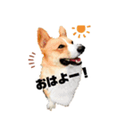 コーギービズ（個別スタンプ：1）