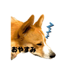 コーギービズ（個別スタンプ：10）