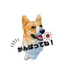 コーギービズ（個別スタンプ：17）