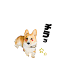 コーギービズ（個別スタンプ：30）