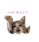 ミケネコのりん（個別スタンプ：1）