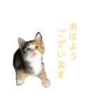 ミケネコのりん（個別スタンプ：2）