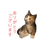 ミケネコのりん（個別スタンプ：3）