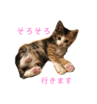 ミケネコのりん（個別スタンプ：4）