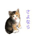 ミケネコのりん（個別スタンプ：5）