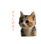 ミケネコのりん（個別スタンプ：8）