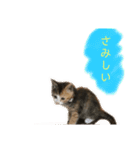ミケネコのりん（個別スタンプ：10）