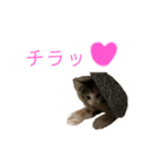 ミケネコのりん（個別スタンプ：12）