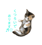 ミケネコのりん（個別スタンプ：13）