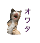 ミケネコのりん（個別スタンプ：17）