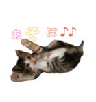 ミケネコのりん（個別スタンプ：18）