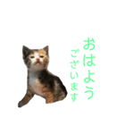 ミケネコのりん（個別スタンプ：20）