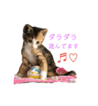 ミケネコのりん（個別スタンプ：24）