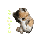 ミケネコのりん（個別スタンプ：25）