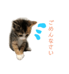 ミケネコのりん（個別スタンプ：28）