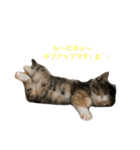 ミケネコのりん（個別スタンプ：30）
