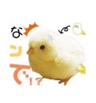 頑張れ！吹き出し君！（個別スタンプ：1）