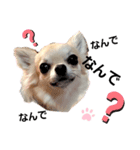 キキたんず7(驚き)（個別スタンプ：7）