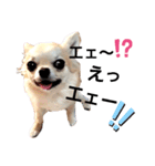 キキたんず7(驚き)（個別スタンプ：14）
