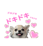 キキたんず10（個別スタンプ：11）