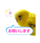 癒されインコのかわいいスタンプ②（個別スタンプ：1）